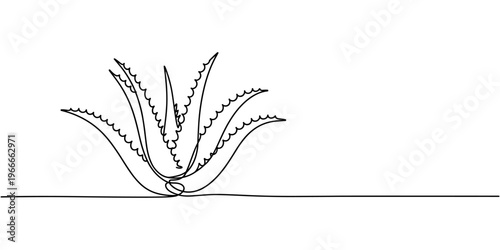 Aloe vera plant sketch, simple vector illustration, background, label design. One continuous line drawing art illustration with lettering organic aloe vera, One single line drawing of healthy organic