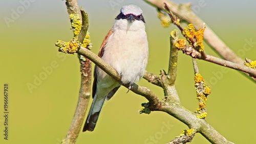 Male Red-backed Shrike Perching on Branch Searching for Food for Chicks in Summer Breeding Season