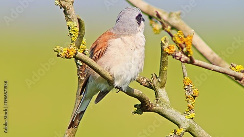 Male Red-backed Shrike Perching on Branch Searching for Food for Chicks in Summer Breeding Season
