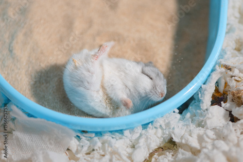 Dwarf hamster with closed eyes taking sand bath to keep its coat soft, top view. Pet rodent cleaning its fur on sand in blue bathtub