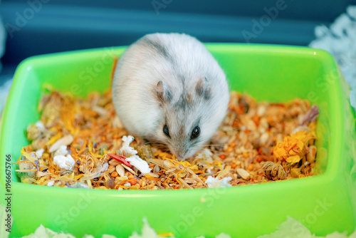 Gray hamster with a stripe on its back is in a large green bowl with dry feed, front view