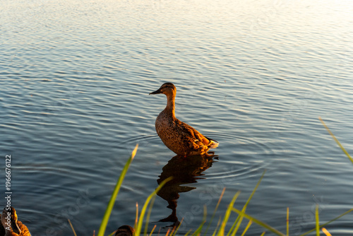 Ducks Swimming at Lake Shore at Sunset