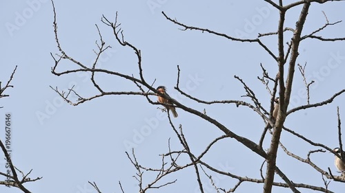 Indian pied myna and rufous sibia birds perched on the a tree. Many birds are perched on a tree, set against the backdrop of a blue sky. This scene is quite bright and full of simplicity. Slow motion 