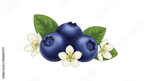 Detailed illustration of three ripe blue blueberries with green leaves and small white blossoms isolated on a white background.