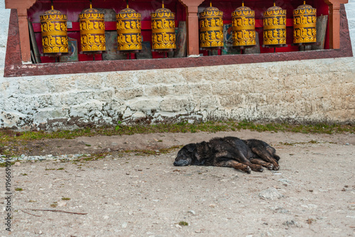 Buddhist prayer wheels at Khumjung Monastery Nepal with sleeping dog cultural Himalayan scene