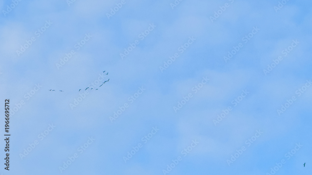 Fototapeta premium Flock of birds flying in blue sky with copy space