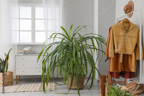 Houseplants, stand shoes an...