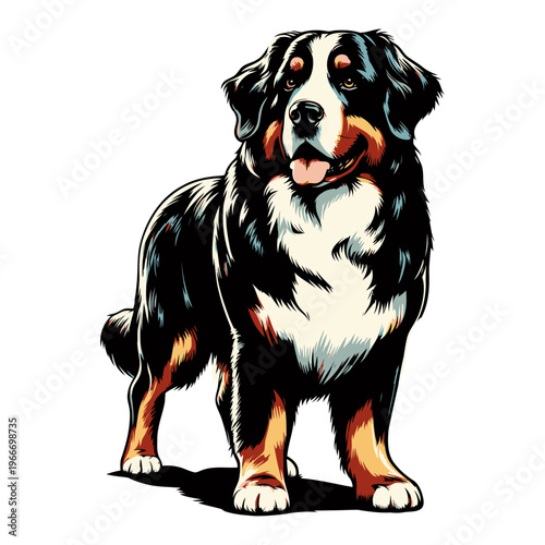 bernese mountain dog vector and illustration.