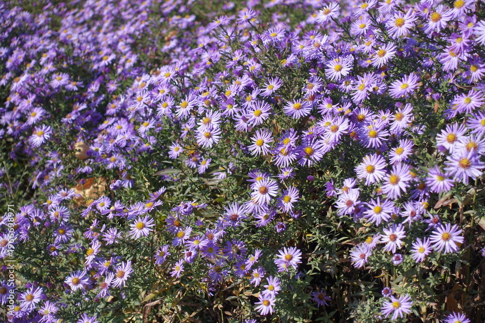 Obraz premium Plenitude of violet flowers of Michaelmas daisies in October