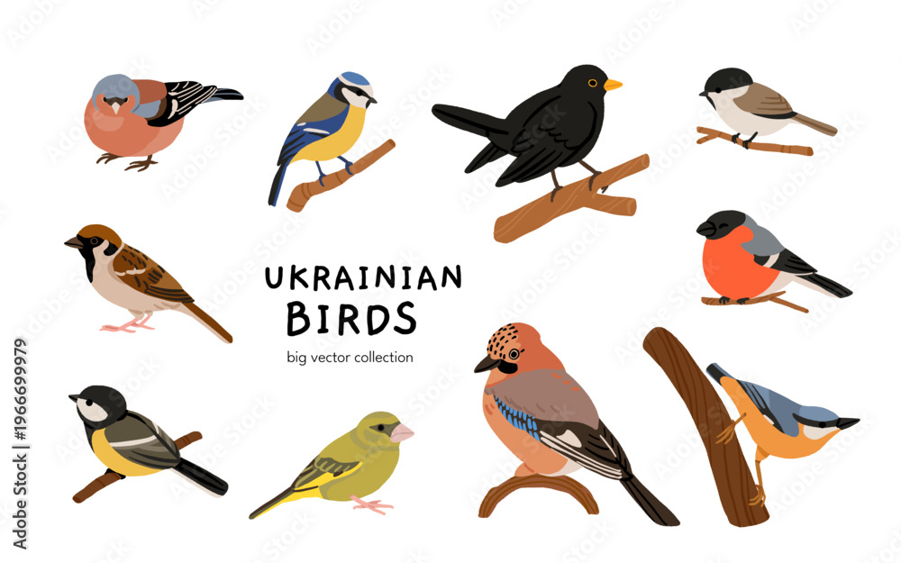 Naklejka premium Ukrainian birds big vector collection with blackbird, bullfinch, chaffinch, greenfinch, jay, sparrow, blue tit and nuthatch. Flat ornithology illustration of European forest and garden species set