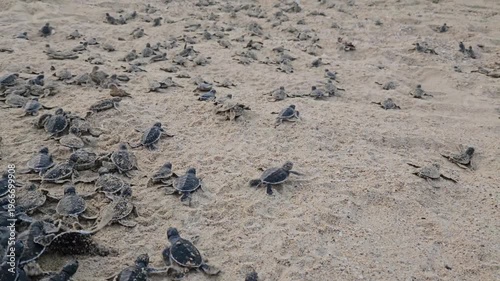 Video of sea turtle hatchlings racing on the beach sand towards the sea
