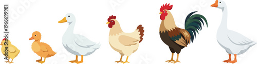 Farm animals set in flat style isolated on white background. Vector illustration. Cute cartoon animals collection: duck, goose, chicken, hen, rooster, chick, duckling