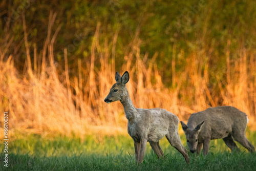 Obraz na płótnie Roe deer grazing in the meadow