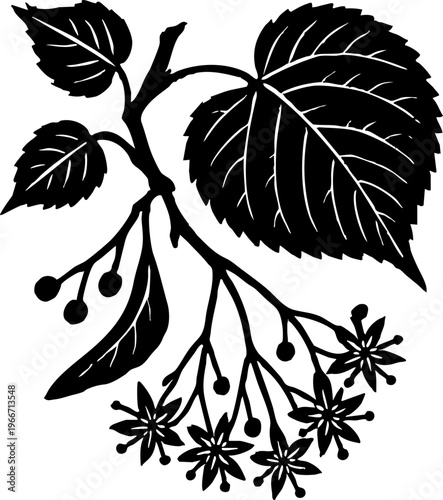 Linden branch with flowers and prominent leaves linocut vector element. Graphic botanical illustration of Tilia tree in traditional black and white woodcut style