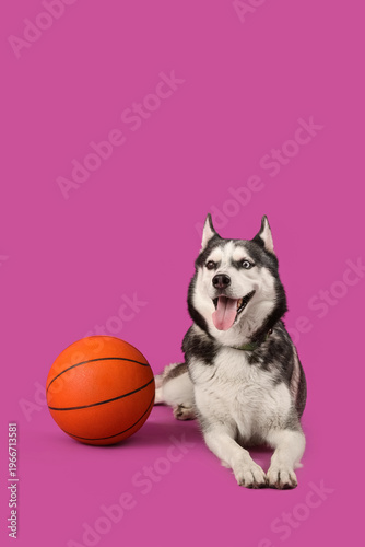 Adorable Husky dog with bal...