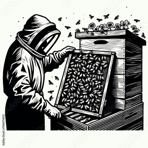Linocut vector illustration of a beekeeper inspecting a honeycomb frame near the hive. Professional apiarist in protective suit surrounded by flying bees in traditional woodcut style.