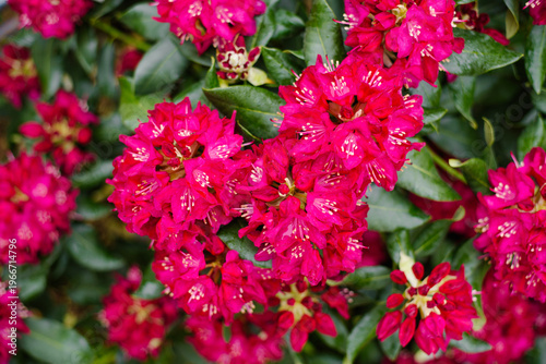 Cuadro en lienzo Close Up of Vibrant Rhododendron Nova Zembla Petals