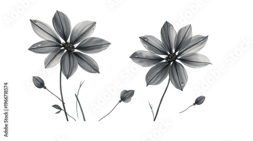 PNG black and white flowers with buds isolated on transparent background