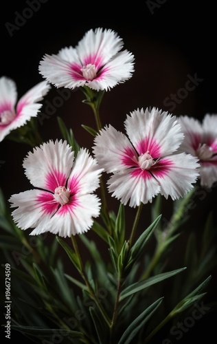 Delicate white and pink dianthus flowers with green leaves on a dark background
