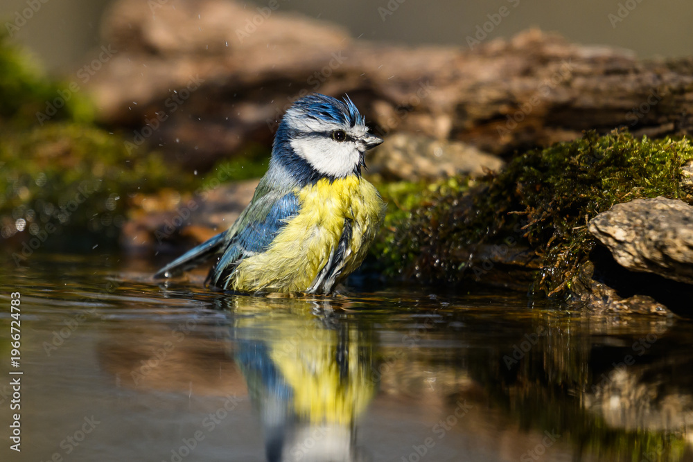 Fototapeta premium Blue tit bird bathing in a birdbath with water splashing