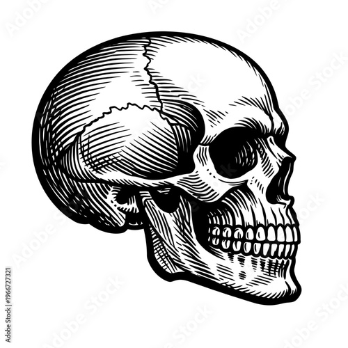 Intricate black and white engraving of a human skull in a detailed side profile, showcasing classic woodcut artistry with fine line hatching. This vintage-style skeletal illustration captures a powerf