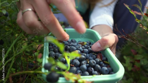 Young woman harvesting berries among green leaves and natural sunlight in Finland. Close-up of a hand holding a container filled with freshly picked blueberries in a forest.