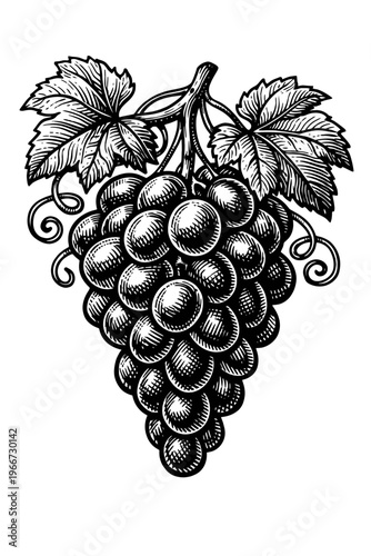 Classic black and white woodcut illustration of a grape bunch with leaves and tendrils. This detailed vintage engraving is ideal for wine labels, culinary art, botanical prints, and rustic decor, show