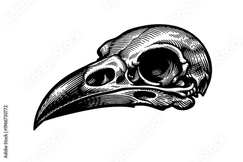 Detailed black and white raven skull woodcut engraving, vintage avian anatomy illustration with a gothic macabre aesthetic. Perfect for tattoo art, dark design, natural history, mystical themes, and d