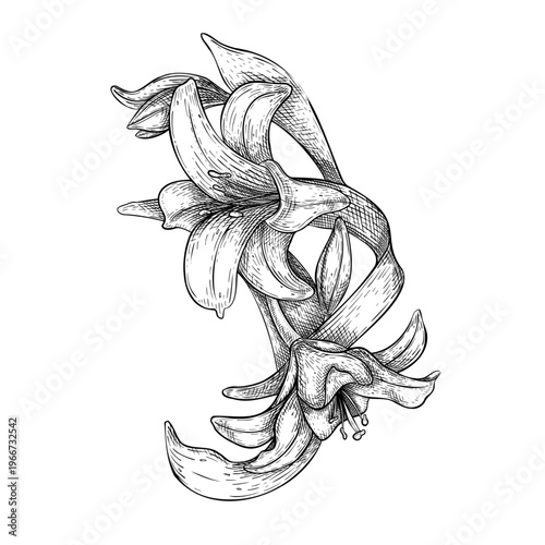 Photos White lily and buds vector black white line art isolated