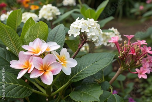 Vibrant pink and white plumeria blooms with green leaves
