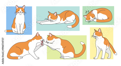 Collection of orange and white cats.