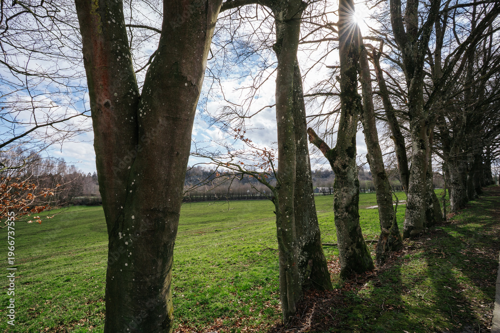Fototapeta premium Row of ancient trees and green meadow in Bastogne