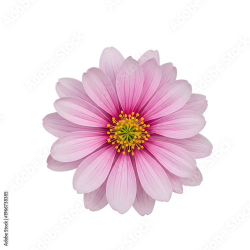 Pink cosmos flower with yellow center isolated on white background.