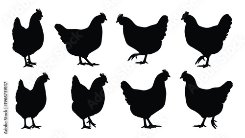 A collection of eight black chicken silhouettes in various poses showcasing farm animal forms and outlines high quality professional detailed modern