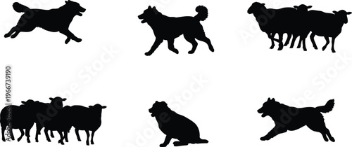 Herding dog with flock of sheep silhouette, farm animal teamwork, pastoral landscape scene, border collie training, livestock control, countryside 