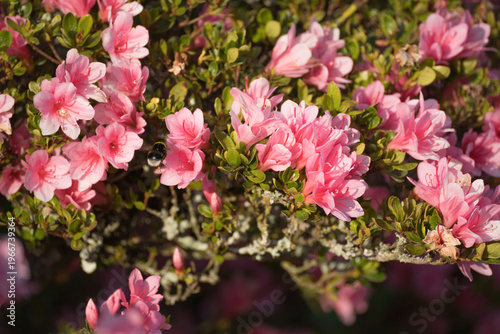 Bourdon en vol autour d’une fleur d’azalée en pleine floraison au printemps