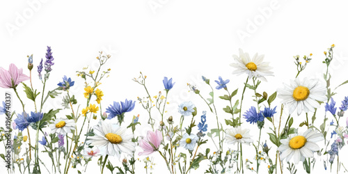 Watercolor wild field flowers blooming, creating a vibrant daisy and cornflower meadow border, illustrating spring and summer nature growth banner