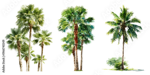 Tropical palm trees collection featuring different types and sizes, painted in a loose watercolor style, offering a natural and exotic element on a white background