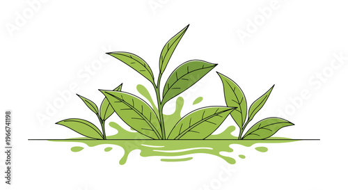 Green tea leaves vector illustration with liquid splash, fresh organic tea leaf plant on white background, botanical herbal tea design for healthy beverage