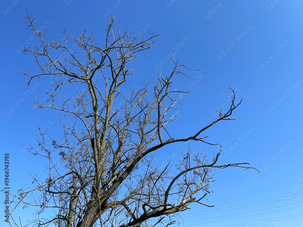 Obraz premium Bare Tree Silhouette Against a Sky Canvas: A stark tree silhouette, its intricate branches reaching skyward, stands boldly against a pristine canvas of blue, evoking a sense of raw, unadorned beauty.