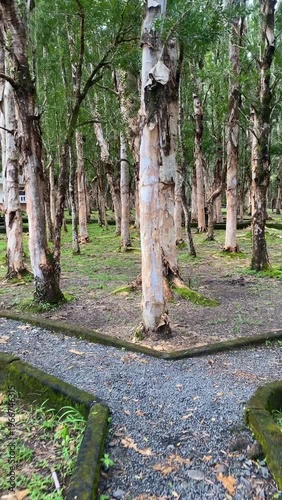 Forest of paper bark trees on Mauritius Island, Chamarel, Rivière Noire District, Mauritius