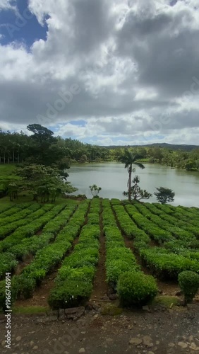 Lake in biggest tea plantations Bois Cheri on Mauritius Island, Bois Cheri, Savanne District, Mauritius