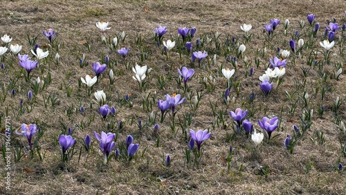 Blooming purple and white crocus flowers growing on dry grass in early spring. First spring nature awakening concept.