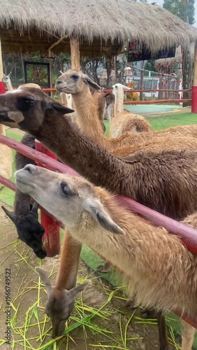 Different types of llamas on a farm Cusco, Cusco, Peru