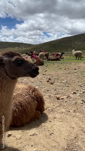 The heard of llamas on the Altiplano, Arequipa, Arequipa, Peru