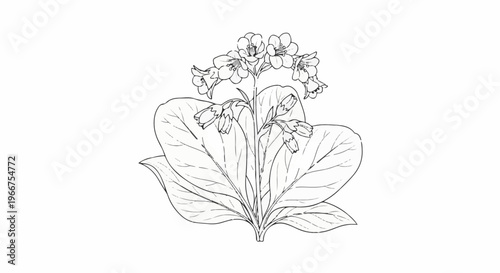 Detailed botanical illustration of a flowering plant with large leaves and clustered bell-shaped blossoms