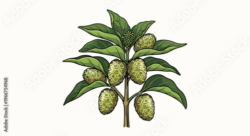 An illustration of a noni fruit plant with many green leaves and fruits