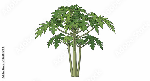 Stylized illustration of a papaya tree with green leaves and light brown trunk
