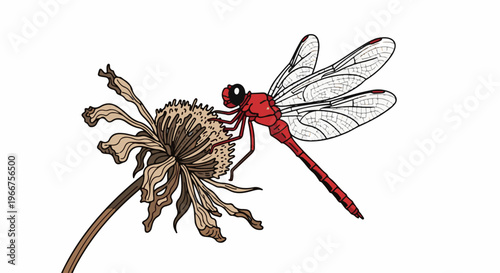 A red dragonfly perches on a dried flower with detailed wings