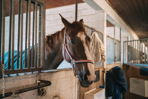 Horse standing in a stall, wearing a halter and looking out through the bars